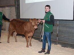 Første dyr i ringen var denne unge kvie