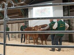 Flere dyr senere måtte der støttepædagog til en anden ung kvie
