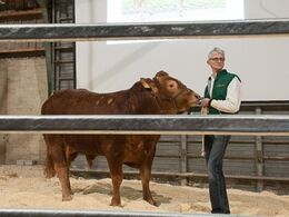 Sidste dyr i ringen var denne tyr – fotograferingen af dyrene under selve auktionen lykkedes desværre ikke ret godt, derfor kun få billeder fra den egentlige auktion i dette galleri