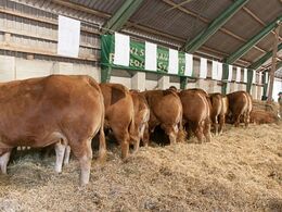 Limousinerne på plads i halmen efter selve auktionen