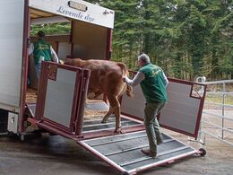 Det første læs dyr kørte afsted umiddelbart efter auktionen