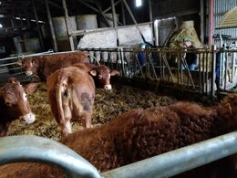 Der er 12 moderdyr, og besætningen forøges med nyindkøbte dyr de nærmeste dage.