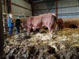 Der er der planlagt udvidelse af stalden til foråret.