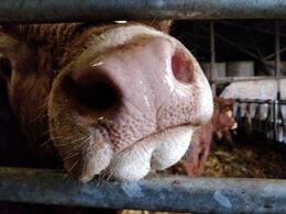 Tyren vil gerne snakkes med, så han kom lidt tæt på