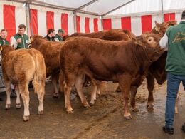 Limousinetyrene står klar i kulissen – klar til bedømmelse i ringen