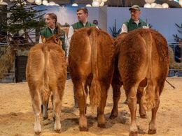 De små tyre – kun én tyr i gruppen 5-6 mdr., Egs Tristan (tv), fra Egs Limousine, Karby