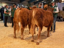 I holdet 10-12 mdr. vandt Birkely Soprano (tv), fra Krogens Limousine, Ferritslev Fyn