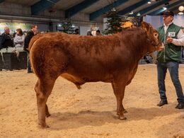 Tyre 12-14 mdr. Kun én tyr i holdet, Nyland Storm, fra Carsten Nyland, Juelsminde