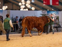 Tyre over 36 mdr. Kun én tyr i holdet. Skovlyst Ohio, fra Kodal Limousine, Spjald