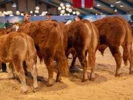 Bedste yngre tyr skal findes – det blev Birkely Soprano (nr 2 fra venstre), fra Krogens Limousine, Ferritslev Fyn