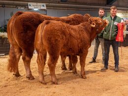 Bedste tyr skal findes – det blev Birkely Soprano (th), fra Krogens Limousine, Ferritslev Fyn
