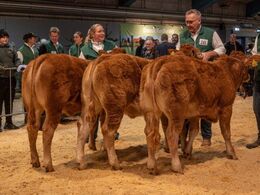 Kviebedømmelsen ligeledes efter alder. Kvier 6-8 mdr. Fløjvinder Bøge Touché P, fra Birgit Bøge, Vinderup