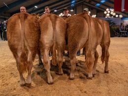 Kvier 10-12 mdr. Fløjvinder Lindgården Shirley (tv), fra Lindegården Limousine