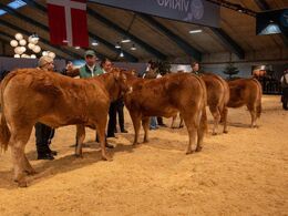 Kvier 12-14 mdr. Fløjvinder Karensminde Smukke (tv), fra Søren Hedegaard Jensen, Ansager