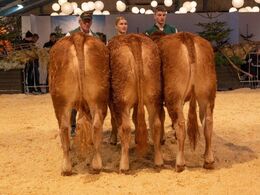 Kvier 14-16 mdr. Fløjvinder Damgaard Sigga (tv), fra Karsten Laursen, Juelsminde