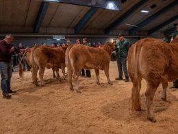 Kvier 16-18 mdr. Fløjvinder Søgaard (tv), fra Simon Kusk, Thisted
