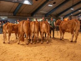 Kvier 21-24 mdr. Fløjvinder Birkely Soffi (nr. 2 fra venstre), fra Grunnet Limousine, Billund