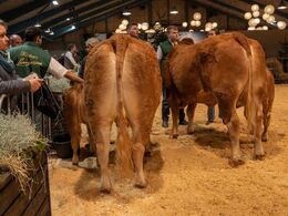 Køer under 3 år m. kalv. Fløjvinder Lynge Puk (tv), fra Lene og Per Lynge Laursen, Arden