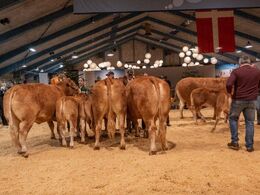 Køer 3-5 år m. kalv. Fløjvinder Grunnet Orakel (tv), fra Egs Limousine, Karby