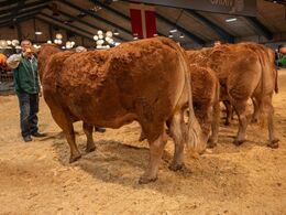 Køer over 5 år m. kalv. Fløjvinder Lindegaarden Kitty (tv), fra Lindegården Limousine, Randers