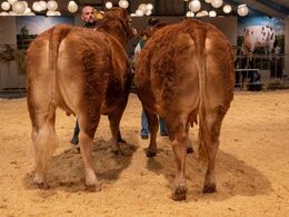 Køer 3-5 år u. kalv. Fløjvinder Thomsen Perle (tv), fra Thomsen Limousine, Erslev
