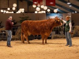 Køer over 5 år u. kalv – kun én ko i holdet – Borre Nastasia, fra Sundsig Limousine, Janderup Vestj