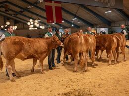 Bedste yngre kvie skal findes – det blev Søgaard, fra Simon Kusk, Thisted
