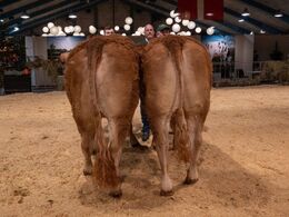 Bedste ældre kvie skal findes – det blev Birkely Soffi (tv), fra Grunnet Limousine, Billund