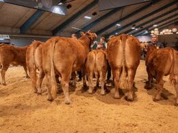 Bedste ko skal findes – det blev Lindegaarden Kitty (th), fra Lindegården Limousine, Randers