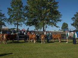 Det er torsdag morgen og bedømmelsen af de fremmødte limousiner starter. Som sædvanligt starter de små tyre ud.