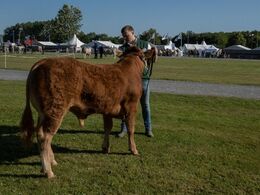 Tyre 10-12 mdr. Kun én tyr i holdet, Krogens Samson-ET fra Michelle Høyer & Simon Smidt, Ferritslev Fyn