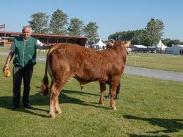 Tyre 12-14 mdr. Kun én tyr i holdet, Ingersminde Sergent fra Jan Larsen, Brovst