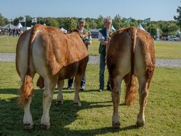 Tyre 14-16 mdr. Fløjvinder Sundsig Storm fra Østermarkens Limousine