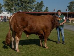 Tyre over 36 mdr. Også her stillede kun én tyr op. Skovlyst Ohio fra Mathias Nymann Olsen, Haarby. Den tyr kom vi til gengæld til at se adskillige gange i løbet af Landsskuet 2022.