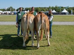 Kvier 10-12 mdr. Fløjvinder Eg’s Saga fra Hanne Eg Østergaard, Karby