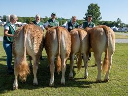 Kvier 12-14 mdr. Fløjvinder Gulleruplund Sunshine fra Jens Josefsen, Nykøbing M.