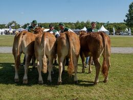 Kvier 14-16 mdr. Fløjvinder Sønderlunds Solvej fra Malene og Frederik Mølgaard, Hals