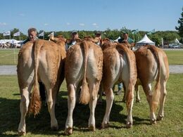 Kvier 16-18 mdr. Fløjvinder Birkely Soffi fra Grunnet Limousine, Billund