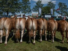 Kvier 18-21 mdr. Fløjvinder Birkely Renæssance fra Jakob Ravn, Thorsø