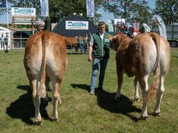 Kvier 21-24 mdr. Fløjvinder Gjern Riana fra Ejvind Kjøge Svejstrup, Gjern