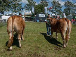 Kvier 24-27 mdr. Fløjvinder Sønderlunds Ruth fra Malene og Frederik Mølgaard, Hals