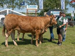 Kvier 27-30 mdr. Kun eet dyr stillede op, Bøgely Ronja fra Bøgely Limousine, Brørup
