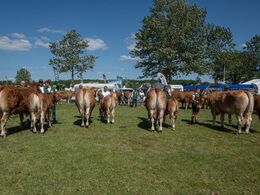 Køer 3-5 år m. kalv. Fløjvinder Sdr.Skovs.Pauline fra Mathias Nymann Olsen, Haarby
