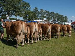 Køer over 5 år m. kalv. Fløjvinder Bøgely Luca fra Bøgely Limousine, Brørup