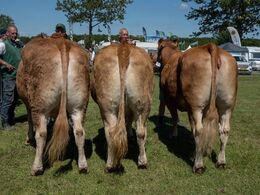 Køer 3-5 år u. kalv. Fløjvinder Gulleruplund Olivia fra Jens Josefsen, Nykøbing M