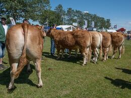 Køer over 5 år u. kalv Birkely Lupin fra Mathias Nymann Olsen, Haarby