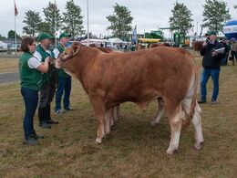 12,13 Tyre 14-16 mdr. Fløj (forrest) til Grunnet Nougat fra Simon Thaysen Smidt, Ferritslev Fyn