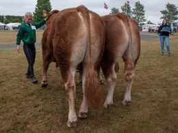 12,14 Tyre 16-18 mdr. Fløj (tv) til Doverodde Nawin fra Jesper Kragelund, Skørping