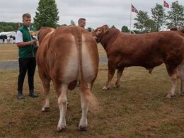 12,15 Tyre 18-21 mdr. En tyr i holdet (tv), Gandrup Magne fra Per Laursen, Arden