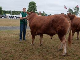 12,16 Tyre 21-24 mdr. En tyr i holdet, Gjern Mansour fra Ejvind Kjøge Svejstrup, Gjern